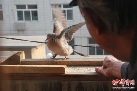 鳥飛進家裡死掉|鳥兒猝死：原因大揭密